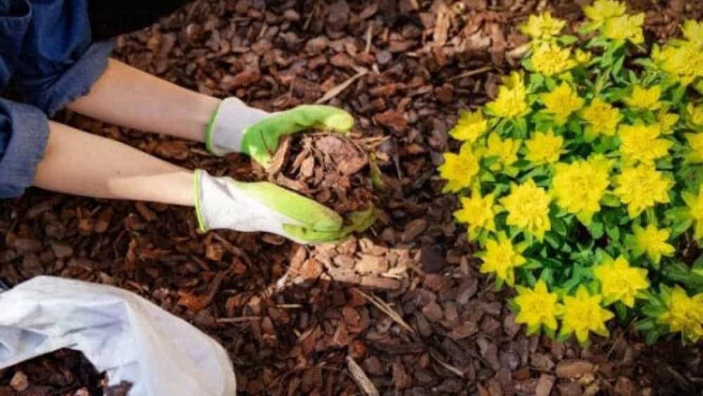راهنمای انتخاب کود ارگانیک مناسب برای انواع گیاهان