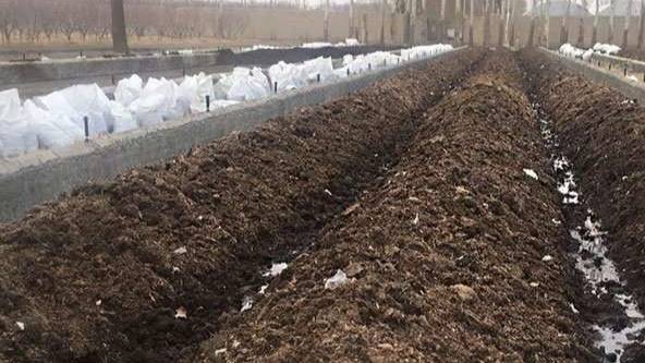 مزایای کود ورمی کمپوست درجه یک برای کشاورزی مزایای کود ورمی کمپوست درجه یک برای کشاورزی
