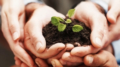 The benefits of first grade vermicompost fertilizer for agriculture The benefits of first grade vermicompost fertilizer for agriculture